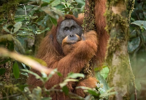 Orangutan-eCard-500x345.jpg